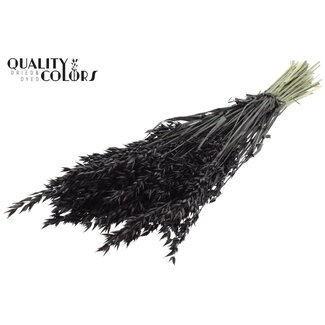 QC Gedroogde Haver | Kleur: Zwart | Avena Droogbloemen | Lengte ± 60 centimeter | Gewicht 250 gram | Per bos