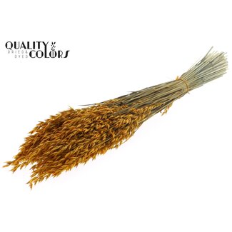 QC Gedroogde Haver | Kleur: Abrikooskleurig | Avena Droogbloemen | Lengte ± 60 centimeter | Gewicht 250 gram | Per bos