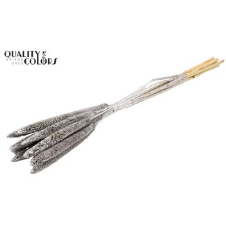 QC Babala or Pearl Millet | Colour: Silver | Length ± 65 centimetres | 10 stems per bunch | Per bunch
