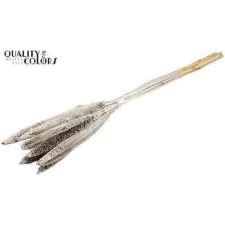 QC Babala of Pearl Millet | Colour: Platinum | Length ± 65 centimetres | 10 stems per bunch | Per bunch