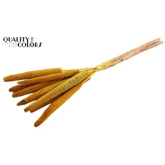 QC Babala of Pearl Millet | Colour: Yellow | Length ± 65 centimetres | 10 stems per bunch | Per bunch