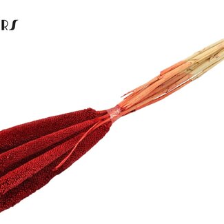 QC Babala of Pearl Millet | Colour: Red | Length ± 65 centimetres | 10 stems per bunch | Per bunch