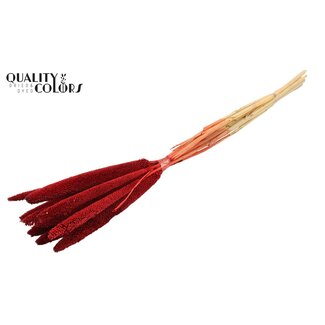 QC Babala of Pearl Millet | Colour: Red | Length ± 65 centimetres | 10 stems per bunch | Per bunch