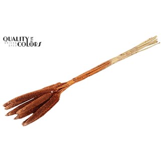 QC Babala of Pearl Millet | Colour: Copper with Glitter | Length ± 65 centimetres | 10 stems per bunch | Per bunch