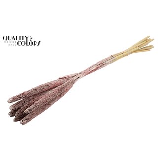 QC Babala of Parelgierst | Kleur: Champagnekleurig met Glitter | Lengte ± 65 centimeter | 10 stelen per bos | Per bos