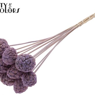 QC Fruit Atta Blanchi sur tige | Couleur : Lila Lait Givré | Pique à Cherimole | Longueur ± 50 centimètres | 10 piques par bouquet