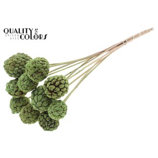 QC Gebleekt Atta Fruit op stok | Kleur: Mintgroen | Custardappel Bijsteker | Lengte ± 50 centimeter | 10 bijstekers per bos