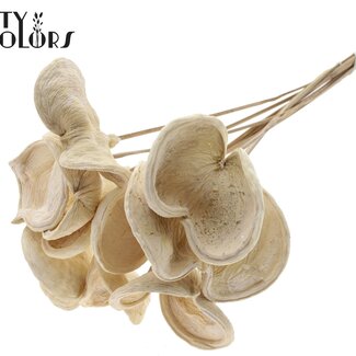 QC Badam blanchi sur tige | Couleur : Blanc | Longueur du pique ± 50 centimètres | 10 piques par bouquet