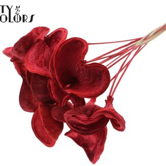 QC Gebleekte Badam op stok | Kleur: Rood | Lengte bijsteker ± 50 centimeter | 10 bijstekers per bos