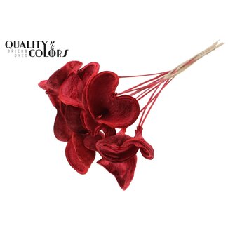 QC Bleached Badam on stick | Colour: Red | Stick length approximately 50 centimetres | 10 sticks per bunch