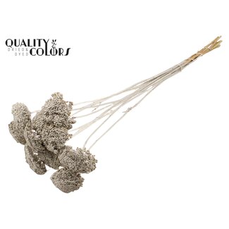 QC Gedroogd Duizendblad | Kleur: Platinakleurig | Achillea Droogbloemen | Diameter ± 2 - 4 centimeter | Lengte ± 60 centimeter | 15 stelen per bos | Per bos
