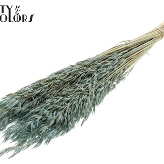 QC Bleached Dried Oats | Colour: Frosted Light Blue | Avena Dried Flowers | Length ± 60 centimetres | Weight 200 grams | Per bunch