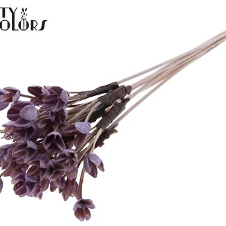 QC Bakuli on a stick | Colour: Milka purple | Beech Nut Seed Pod Pick | Length ± 50 centimetres | 10 picks per bunch