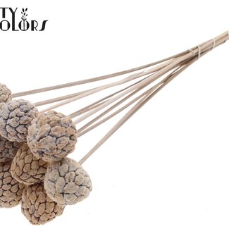 QC Gebleekt Atta Fruit op stok | Kleur: Frosted Wit | Custardappel Bijsteker | Lengte ± 50 centimeter | 10 bijstekers per bos