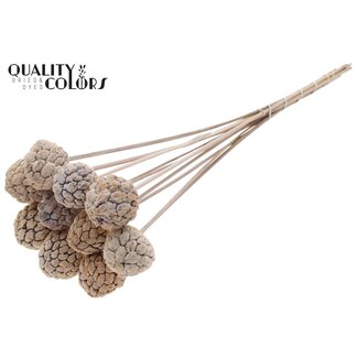 QC Fruit Atta Blanchi sur tige | Couleur : Blanc Givré | Pomme-Cannelle Pique-Fleurs | Longueur ± 50 centimètres | 10 piques par bouquet