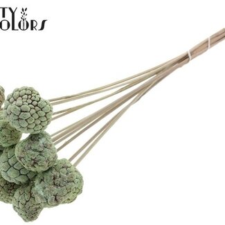 QC Gebleichte Atta-Frucht auf Stiel | Farbe: Frosted Mintgrün | Rahmapfel-Stecker | Länge ± 50 Zentimeter | 10 Stecker pro Bund