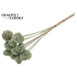 QC Gebleekt Atta Fruit op stok | Kleur: Frosted Mintgroen | Custardappel Bijsteker | Lengte ± 50 centimeter | 10 bijstekers per bos