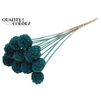 QC Gebleekt Atta Fruit op stok | Kleur: Turquoise | Custardappel Bijsteker | Lengte ± 50 centimeter | 10 bijstekers per bos