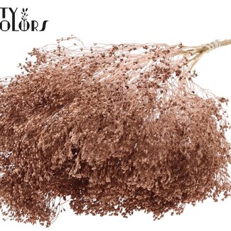 QC Dried Broom Bloom | Colour: Copper | Broom Dried Flowers | Length ± 50 centimetres | Weight 100 grams | Per bunch