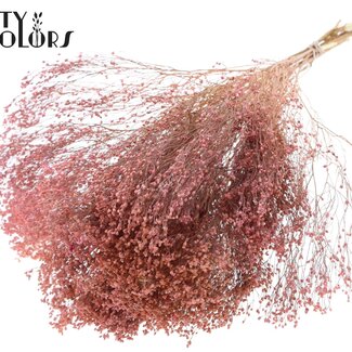 QC Dried Broom Bloom | Colour: Frosted Pink | Broom Dried Flowers | Length ± 50 centimetres | Weight 100 grams | Per bunch
