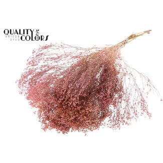 QC Gedroogde Broom Bloom | Kleur: Frosted Roze | Brem Droogbloemen | Lengte ± 50 centimeter | Gewicht 100 gram | Per bos