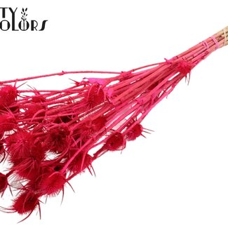 QC Gebleichte Getrocknete Cardistella Disteln | Farbe: Farbverlauf Rosa | Cardi Stella Trockenblumen | Länge ± 70 Zentimeter | 5 Zweige pro Bund | Pro Bund