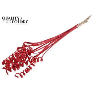 QC Palm Spiral on Stem | Colour: Red | Cane Cone Plant Stake | Stake Length ± 50 centimetres | Per 10 stakes
