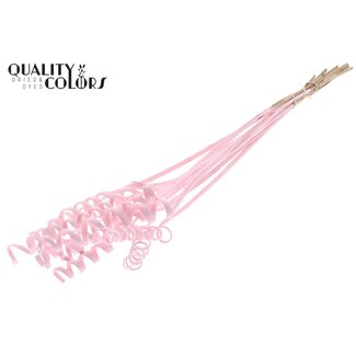 QC Palm Spiral on Stem | Colour: Light Pink | Cane Cone Plant Stake | Stake Length ± 50 centimetres | Per 10 stakes