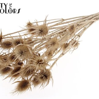 QC Bleached Dried Cardistella Thistles | Colour: Terracotta | Cardi Stella Dried Flowers | Length ± 70 centimetres | 5 stems per bunch | Per bunch
