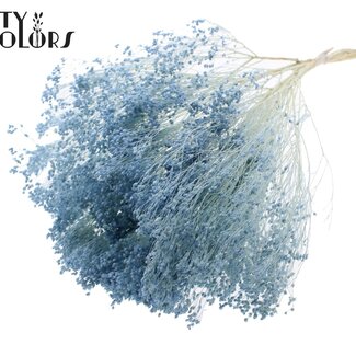QC Bleached Dried Broom Bloom | Colour: Light Blue | Broom Dried Flowers | Length ± 50 centimetres | Weight 100 grams | Per bunch