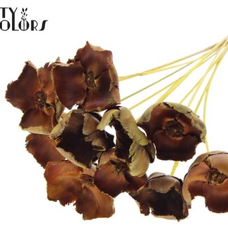 QC Dried Palm Cup on stem | Colour: Yellow | Length ± 50 centimetres | 10 stems per bunch