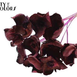 QC Palm Cup séchée sur tige | Couleur : Lilas | Longueur ± 50 centimètres | 10 tiges par bouquet