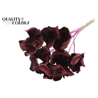 QC Dried Palm Cup on stem | Colour: Lilac | Length ± 50 centimetres | 10 stems per bunch