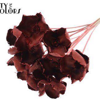 QC Dried Palm Cup on stem | Colour: Coral | Length ± 50 centimetres | 10 stems per bunch