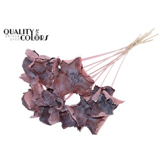QC Dried Palm Cup on stem | Colour: Frosted Light Pink | Length ± 50 centimetres | 10 stems per bunch