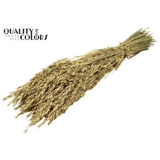 QC Dried Oats | Colour: Golden | Avena Dried Flowers | Length ± 60 centimetres | Weight 250 grams | Per bunch