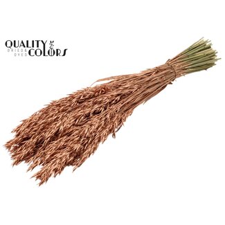 QC Dried Oats | Colour: Copper | Avena Dried Flowers | Length ± 60 centimetres | Weight 250 grams | Per bunch