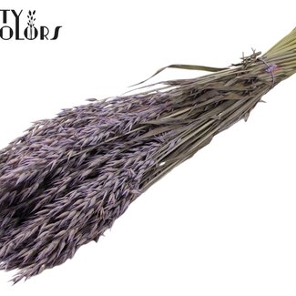 QC Dried Oats | Colour: Frosted Milkapurple | Avena Dried Flowers | Length ± 60 centimetres | Weight 250 grams | Per bunch