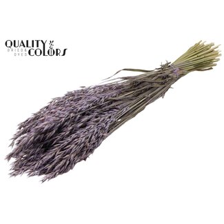 QC Dried Oats | Colour: Frosted Milkapurple | Avena Dried Flowers | Length ± 60 centimetres | Weight 250 grams | Per bunch