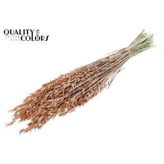 QC Gedroogde Haver | Kleur: Pearl Oranje | Avena Droogbloemen | Lengte ± 60 centimeter | Gewicht 250 gram | Per bos