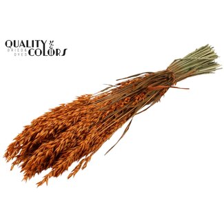 QC Gedroogde Haver | Kleur: Oranje | Avena Droogbloemen | Lengte ± 60 centimeter | Gewicht 250 gram | Per bos