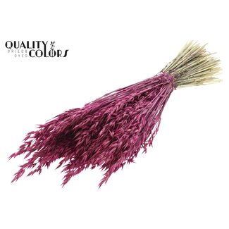 QC Dried Oats | Colour: Lilac | Avena Dried Flowers | Length ± 60 centimetres | Weight 250 grams | Per bunch