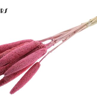 QC Babala de Millet Perlé | Couleur : Rose | Longueur ± 65 centimètres | 10 tiges par bouquet | Par bouquet