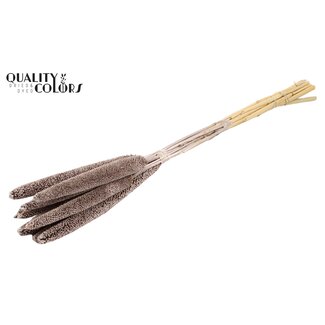 QC Babala von Parelgierst | Farbe: Champagnerfarben | Länge ± 65 Zentimeter | 10 Stiele pro Bund | Pro Bund