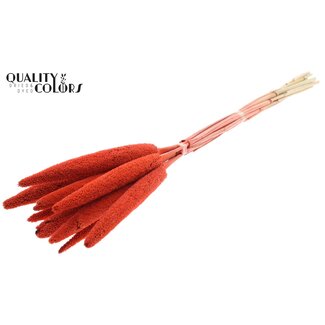QC Babala of Parelgierst | Kleur: Koraalkleurig | Lengte ± 65 centimeter | 10 stelen per bos | Per bos