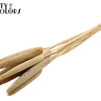 QC Babala of Pearl Millet | Colour: Natural Light Brown | Length ± 65 centimetres | 10 stems per bunch | Per bunch