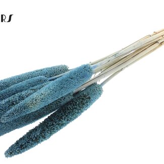 QC Babala of Pearl Millet | Colour: Blue | Length ± 65 centimetres | 10 stems per bunch | Per bunch
