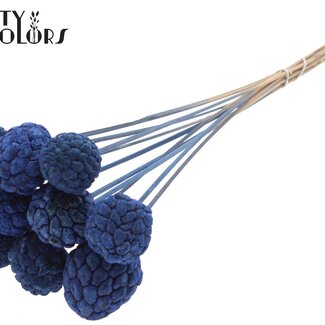 QC Gebleichte Atta-Frucht am Stiel | Farbe: Blau | Zimtapfel-Stecker | Länge ± 50 Zentimeter | 10 Stecker pro Bund