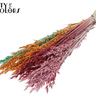 QC Getrockneter Hafer „Summer Sorbet“ | Farbe: Gemischte Farben | Avena Trockenblumen | Länge ± 60 Zentimeter | Gewicht 250 Gramm | Pro Bund