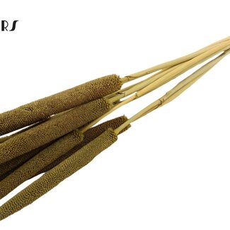 QC Babala of Parelgierst | Kleur: Olijfgroen | Lengte ± 65 centimeter | 10 stelen per bos | Per bos